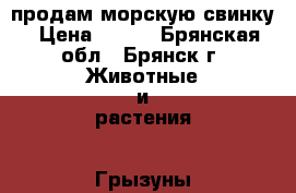 продам морскую свинку › Цена ­ 700 - Брянская обл., Брянск г. Животные и растения » Грызуны и Рептилии   